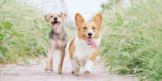 Discover the Benefits of Natural Hypoallergenic Dog Treats