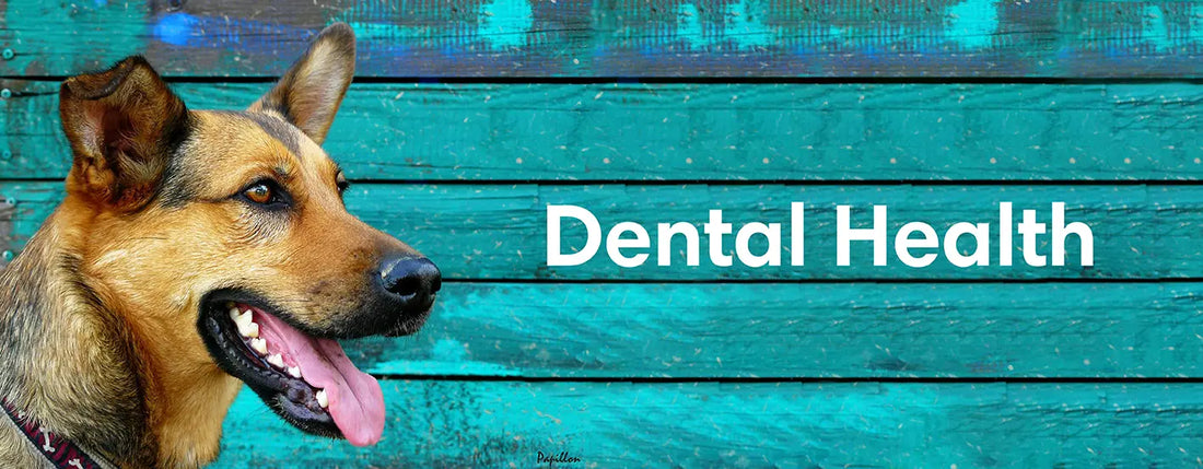 Dental health banner showing dogs pearly white teeth