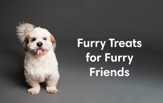 Furry Treats for Furry Friends image