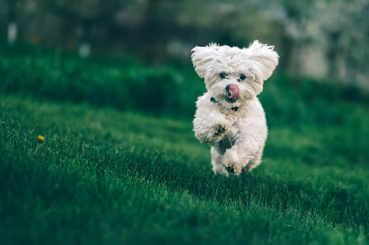Photo of small white running dog
