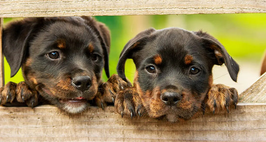image of cute puppies