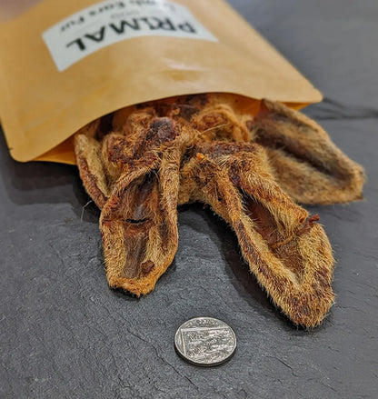 Close up photo of Lamb Ears with fur